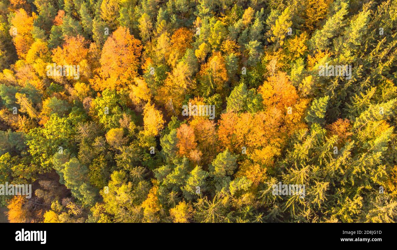 Vue d'en haut sur le paysage de la forêt d'automne. Fond de nature coloré. Forêt d'automne vue aérienne de drone.paysage idyllique d'automne d'un oeil d'oiseaux vue.arbres Banque D'Images