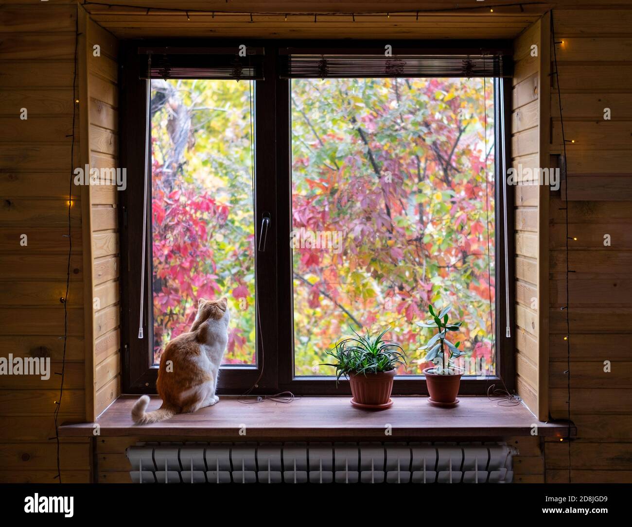 Belle vue sur les arbres colorés de l'automne par la fenêtre. Chat mignon assis sur le rebord de la fenêtre. Banque D'Images