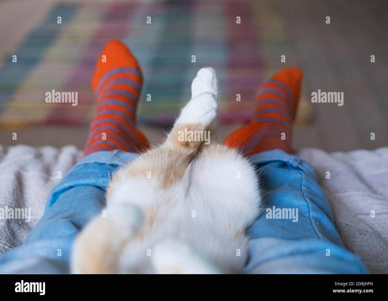 joli chat décontracté allongé sur les jambes de l'homme Banque D'Images