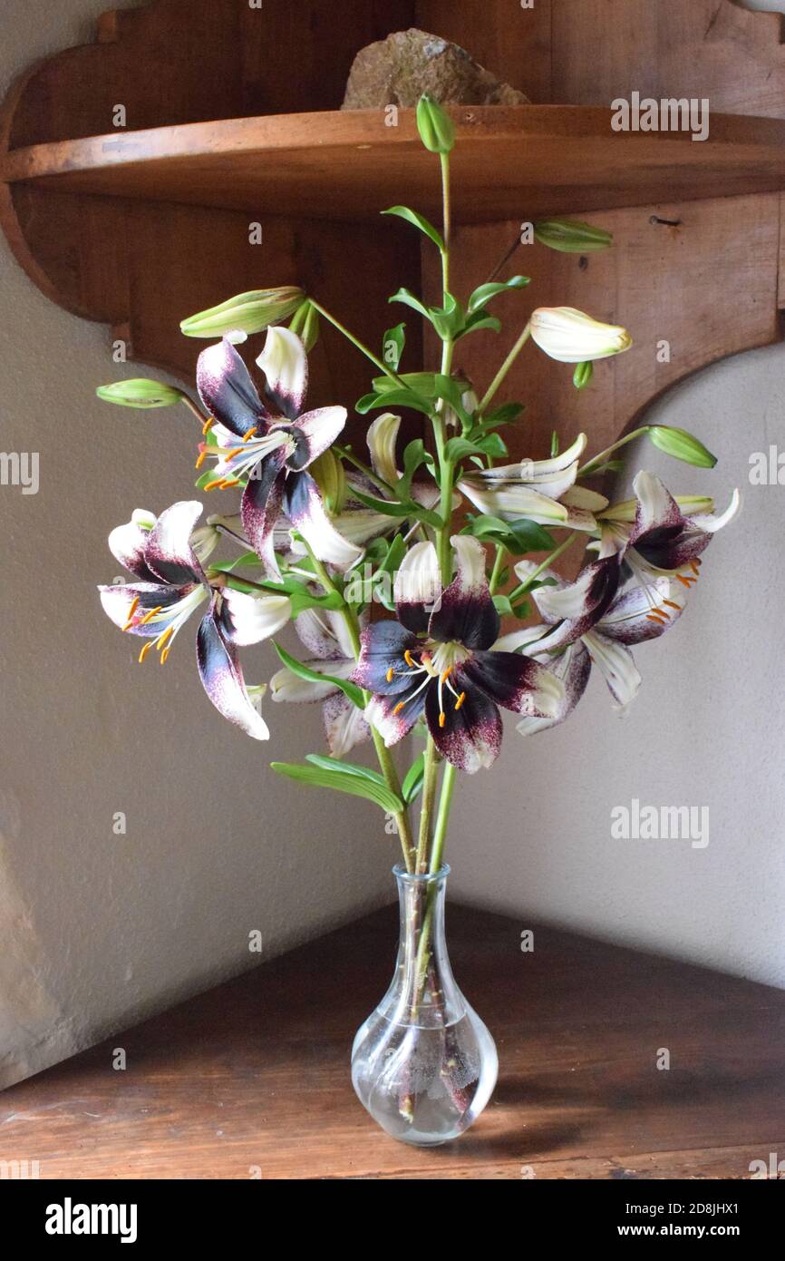 Bouquet de lys Stracciatella Banque D'Images