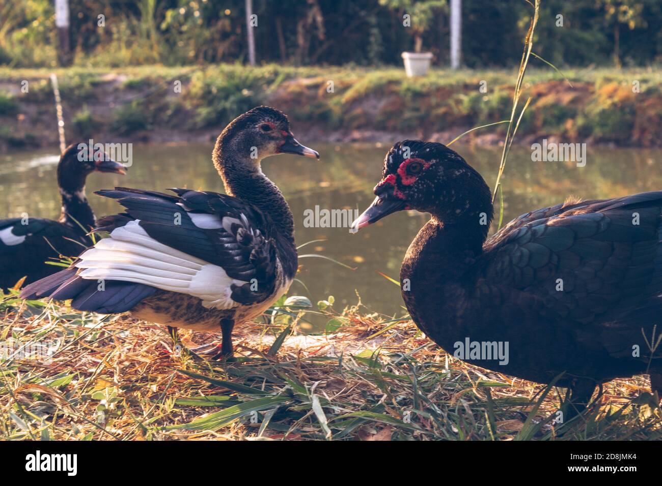 Canards par étang Banque D'Images