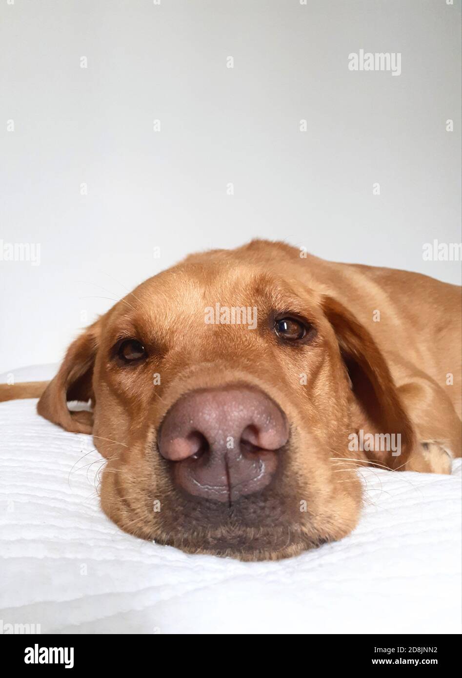 Un gros plan de la tête et du museau d'un chien Labrador Retriever paresseux, qui a l'air drôle, confortable et confortable sur un lit avec espace de copie Banque D'Images