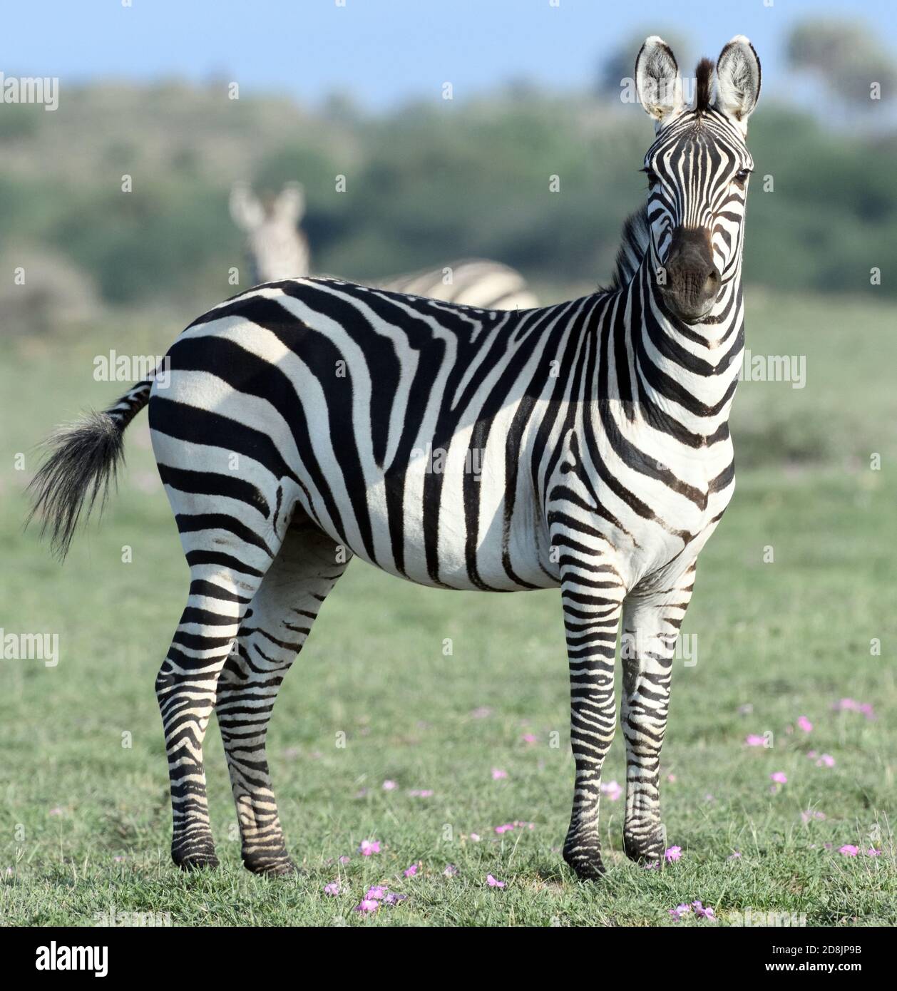 Un zèbre de plaines (Equus quagga, anciennement Equus burchellii) sur les prairies sèches de la zone de gestion de la faune de Sinya. Zone de gestion de la faune de Sinya, Banque D'Images