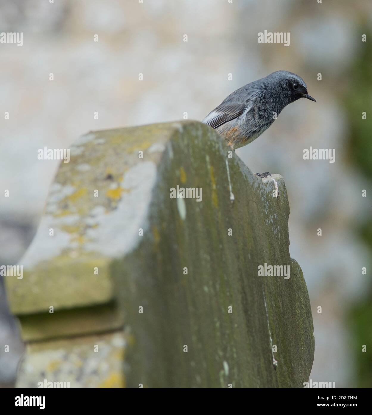 Le Redstart noir masculin (Phoenicurus ochruros) était assis sur un graviestone. Banque D'Images