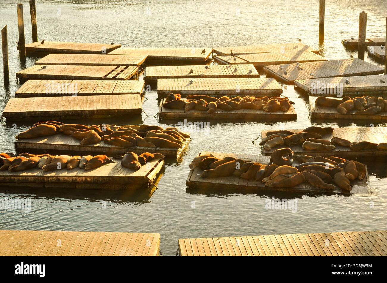 Les lions de mer de Californie bronchent sur l'embarcadère 39 lors d'un après-midi ensoleillé, San Francisco, Californie Banque D'Images