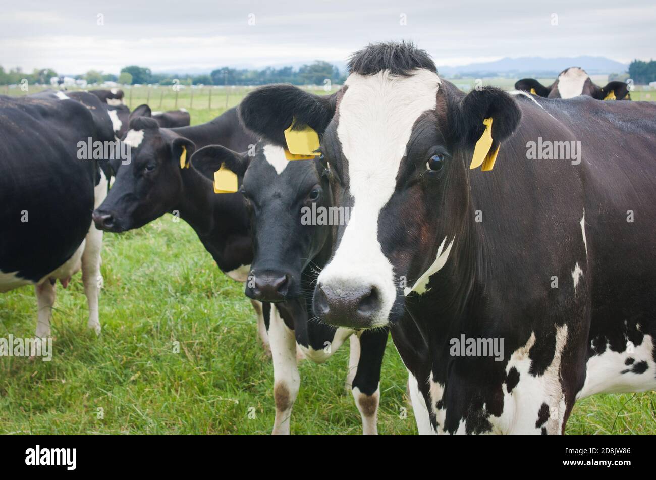 Vaches Fresian dans un enclos luxuriant Banque D'Images