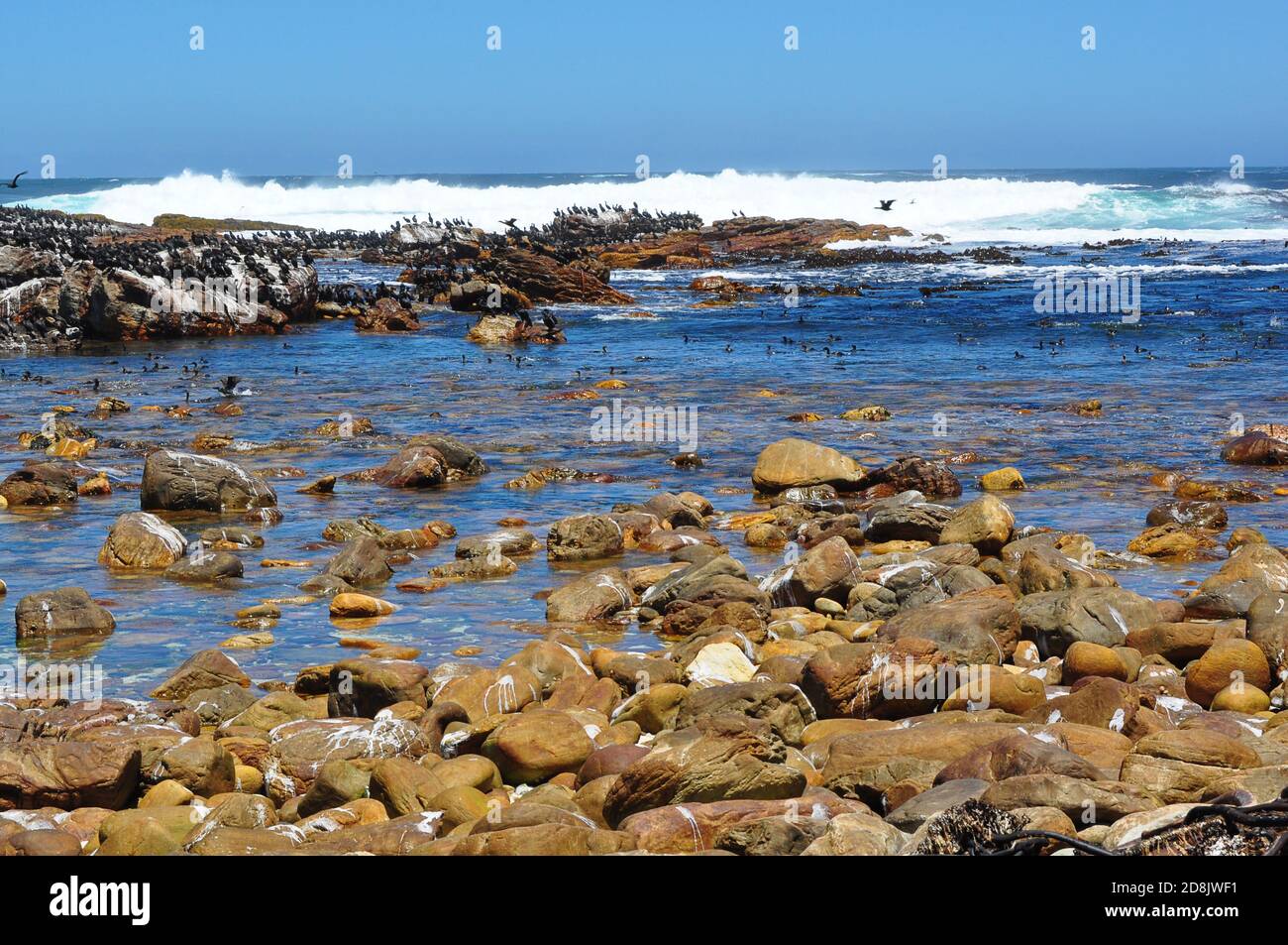 Cap de bonne espérance colonie de cormorans et varech sec à la plage, Cap de bonne espérance, Afrique du Sud Banque D'Images
