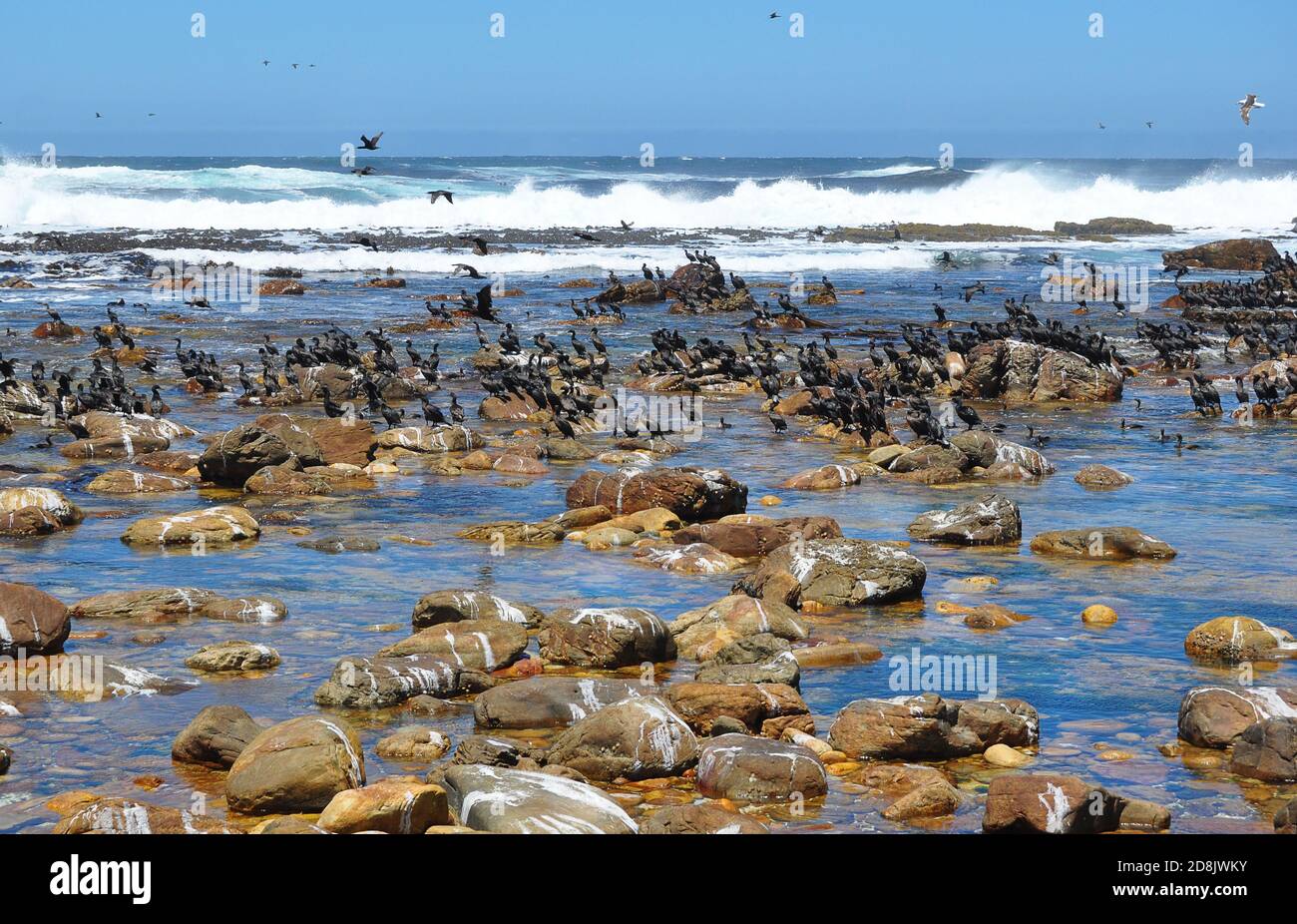Colonie de Cormorant sur une plage rocheuse au Cap de bonne espérance, Afrique du Sud Banque D'Images Colonie de Cormorant sur une plage rocheuse au Cap de bonne espérance, Afrique du Sud Banque D'Images
