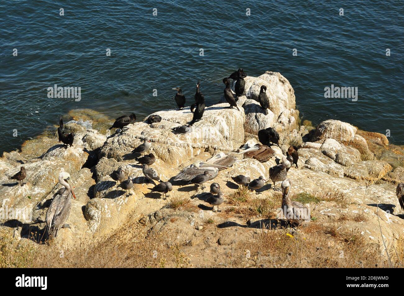 Troupeau de cormorans, de mouettes et de pélicans reposant sur la roche de la baie de Monterey, Monterey, Californie Banque D'Images Troupeau de cormorans, de mouettes et de pélicans reposant sur la roche de la baie de Monterey, Monterey, Californie Banque D'Images