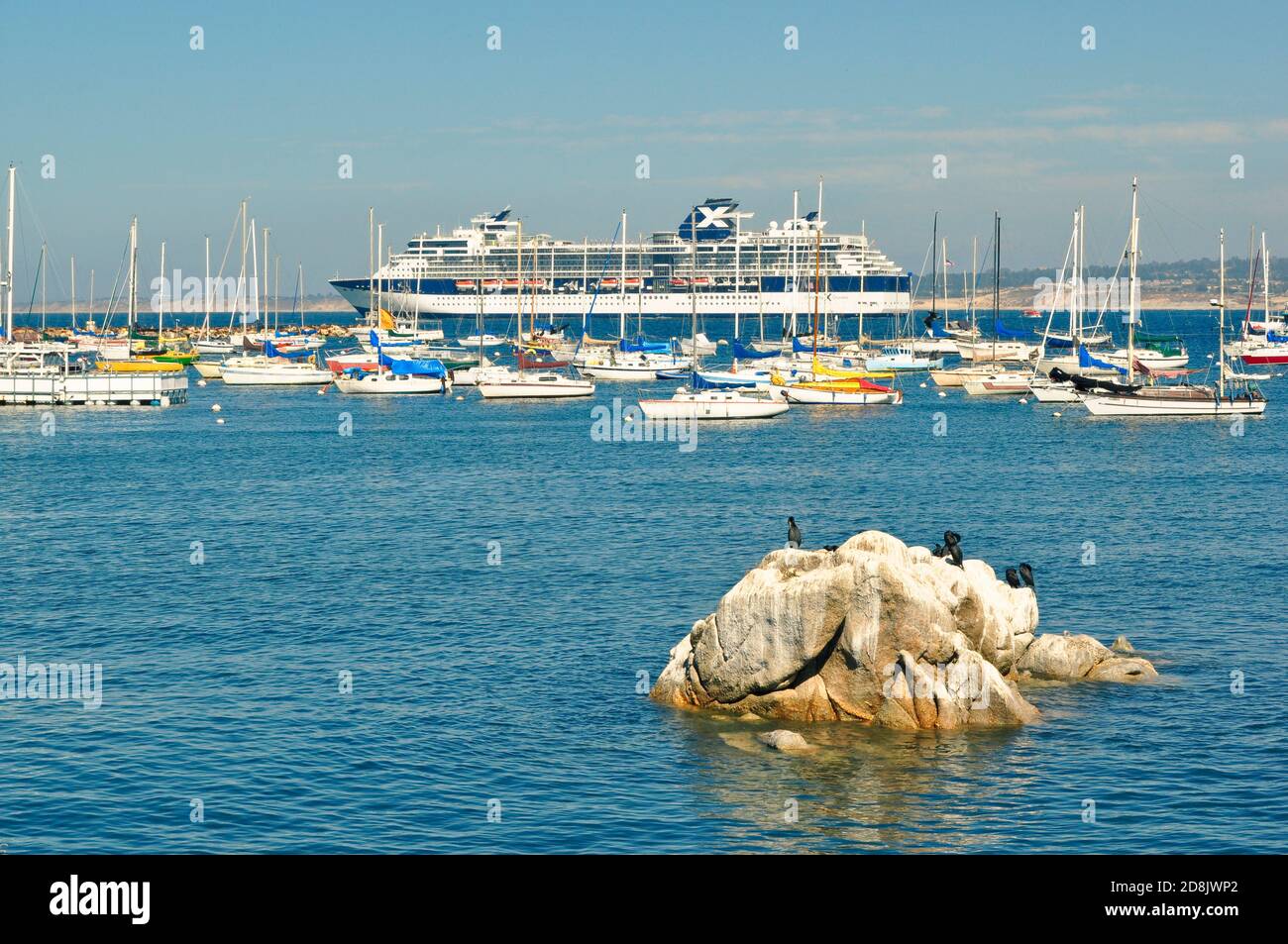 Petits voiliers et grands Croisières Celebrity ancré dans le port de Monterey, Californie. Les oiseaux cormorans se reposant sur la roche en premier plan. Banque D'Images