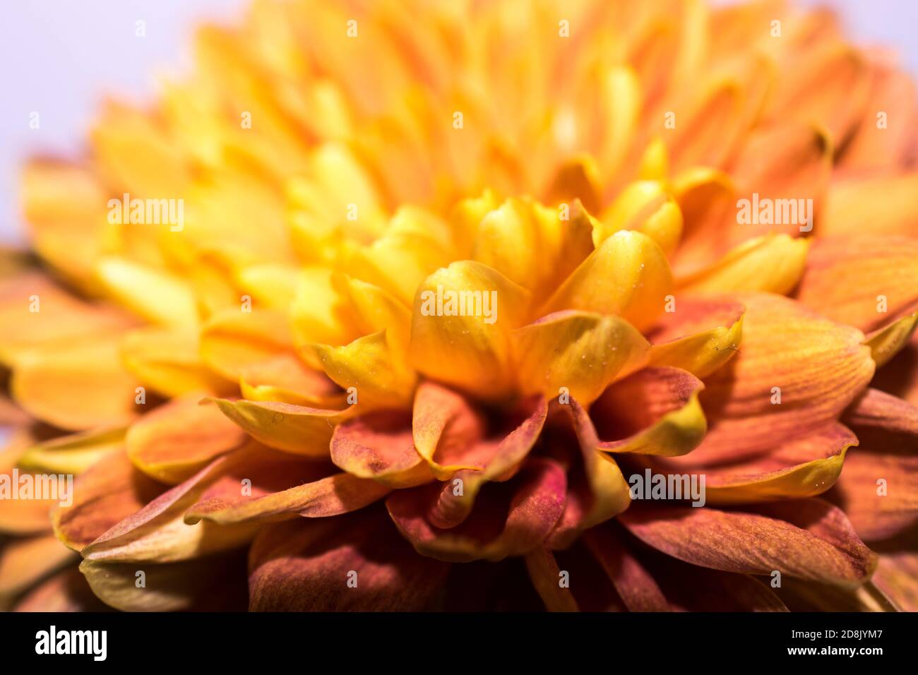 Gros plan d'un chrysanthème orange Banque D'Images