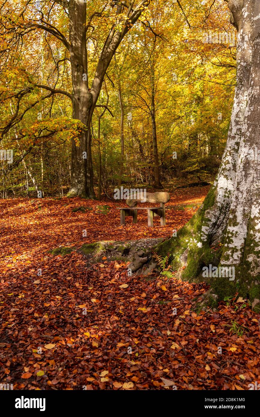Arbres à l'automne, parc national de loggerheads, au nord du pays de Galles Banque D'Images