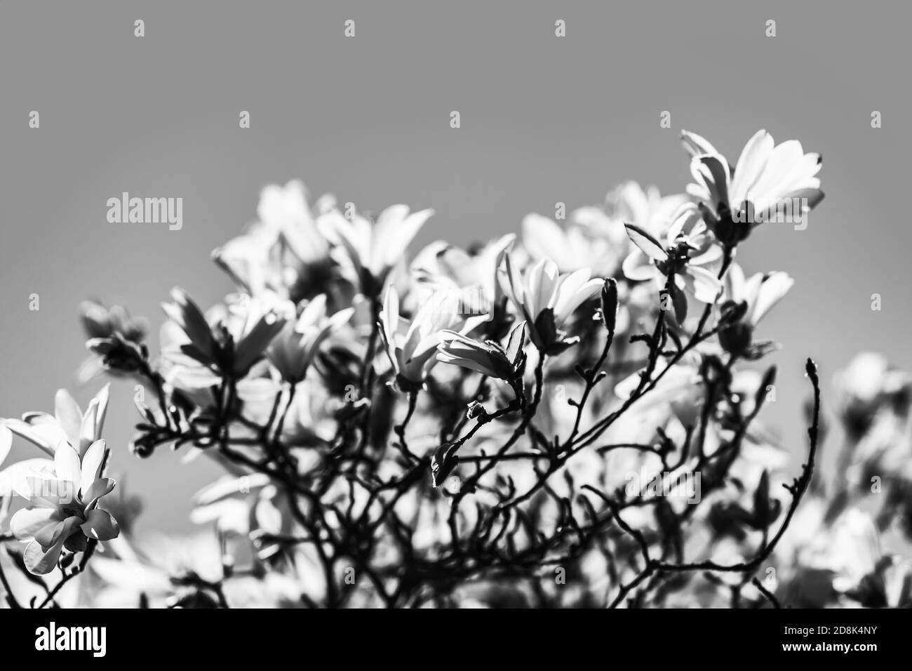 Printemps. Magnolia fleuri avec fleurs blanches. Image en noir et blanc Banque D'Images