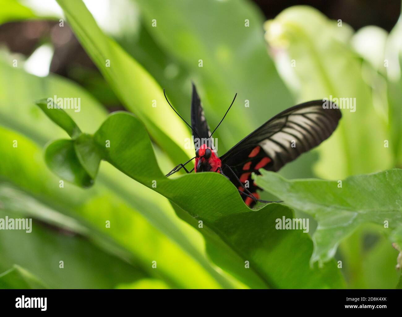 Butteefly à tête rouge avec ailes déployées, avec accent sur les yeux et la probiscis Banque D'Images