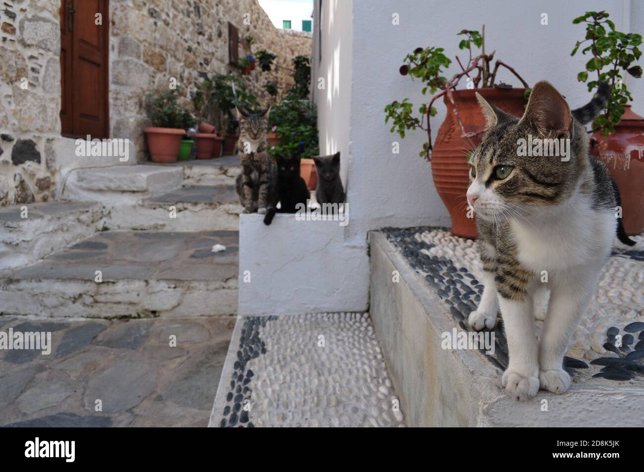 chatons assis sur les escaliers - un chaton comme un patron Banque D'Images chatons assis sur les escaliers - un chaton comme un patron Banque D'Images