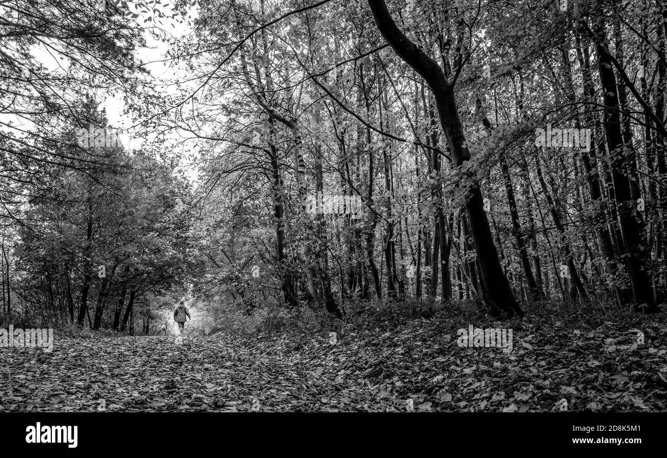 Personne marchant sur une chaussée à travers un bois typique dans la forêt de Sherwood d'arbres décidus. Banque D'Images