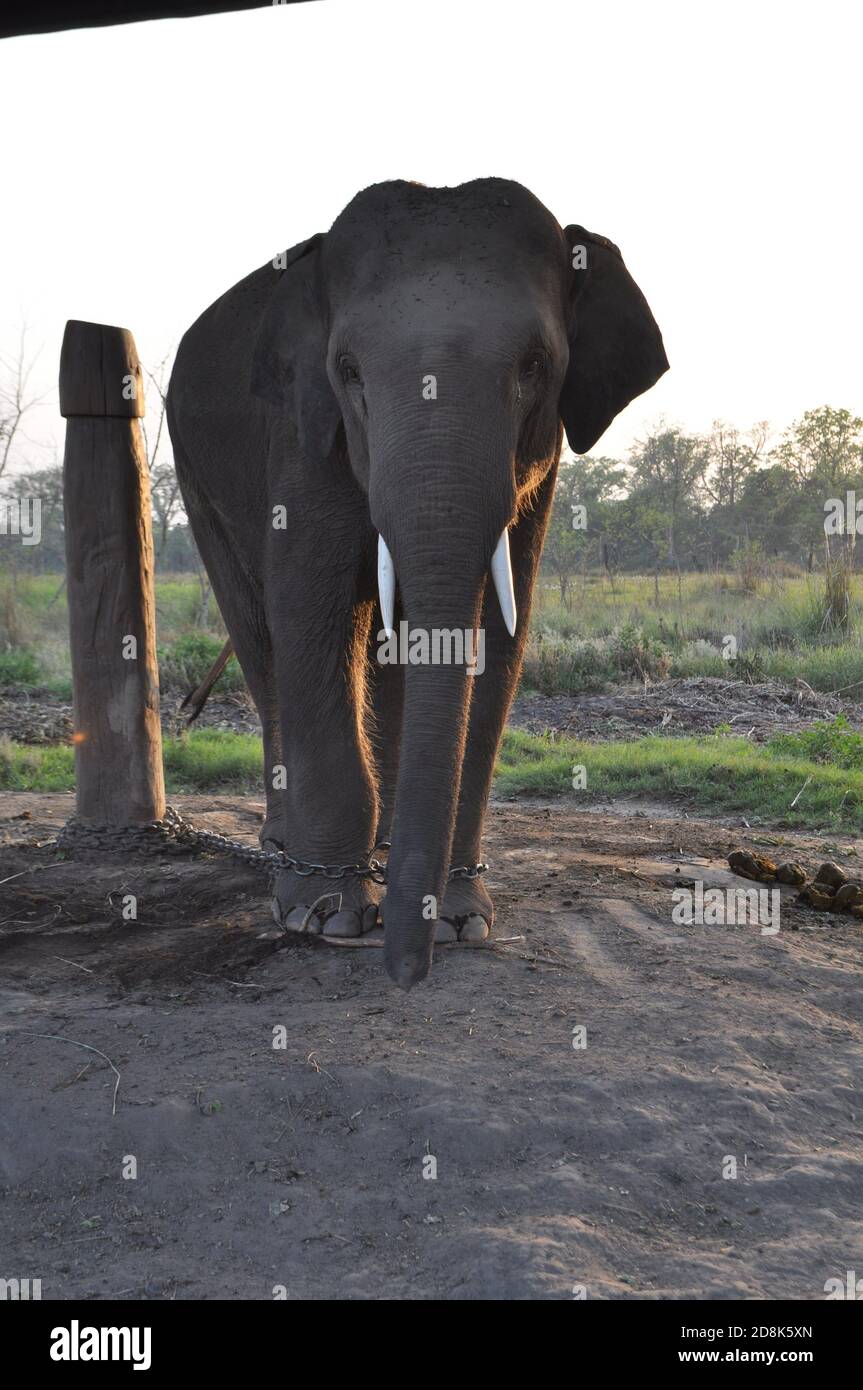 elefant asiatique s'est attaché dans une maison elefant au Népal Banque D'Images