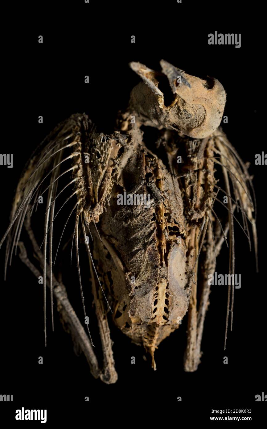 Anatomie du squelette d'oiseau gros plan des restes séchés d'oiseau qui a été momifié par la chaleur. Portrait de la mort. Banque D'Images