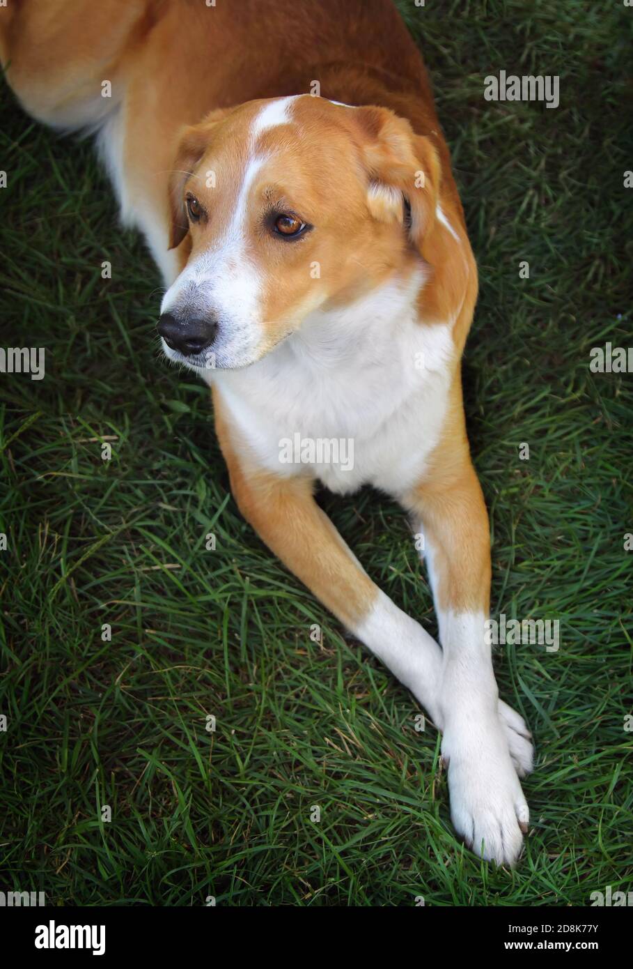 Portrait en gros plan d'un adorable chien domestique sur la pelouse verte en plein air, vue du dessus. Banque D'Images