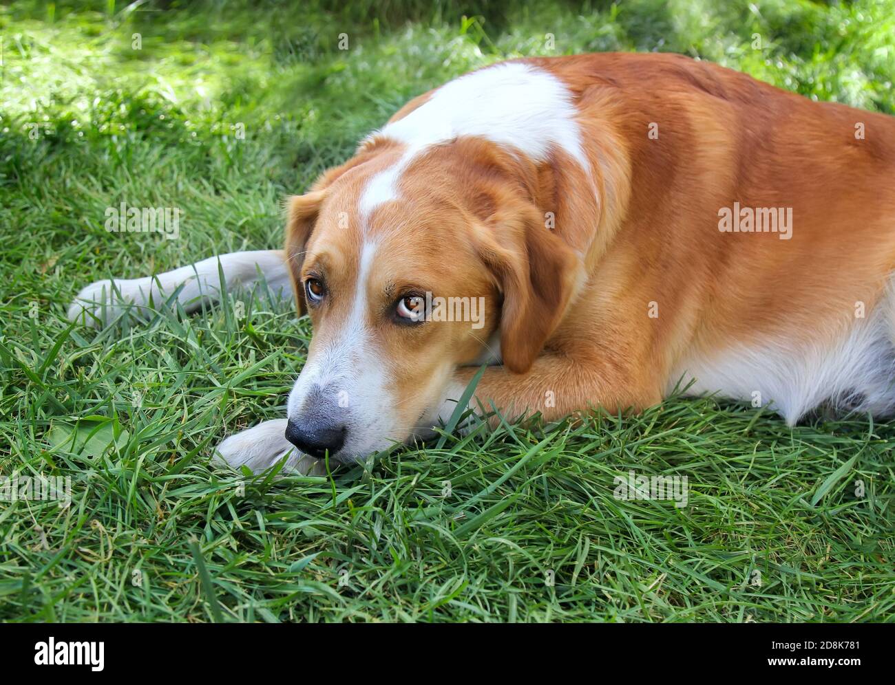 Portrait d'adorable chien domestique avec des yeux tristes sur la pelouse verte à l'extérieur, regardant l'appareil photo. Banque D'Images