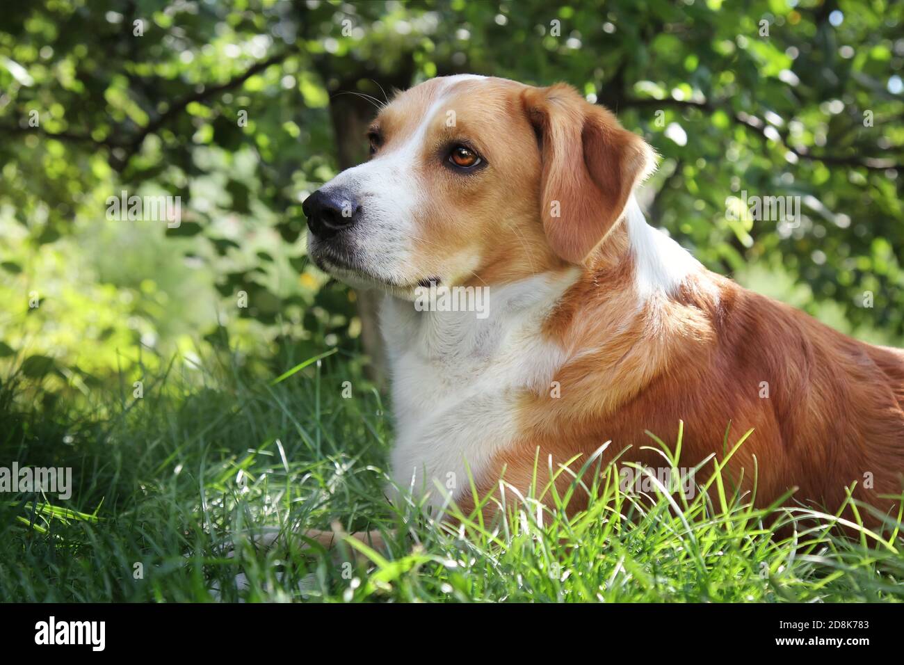 Portrait en gros plan d'un adorable chien domestique dans le jardin, scène estivale. Banque D'Images