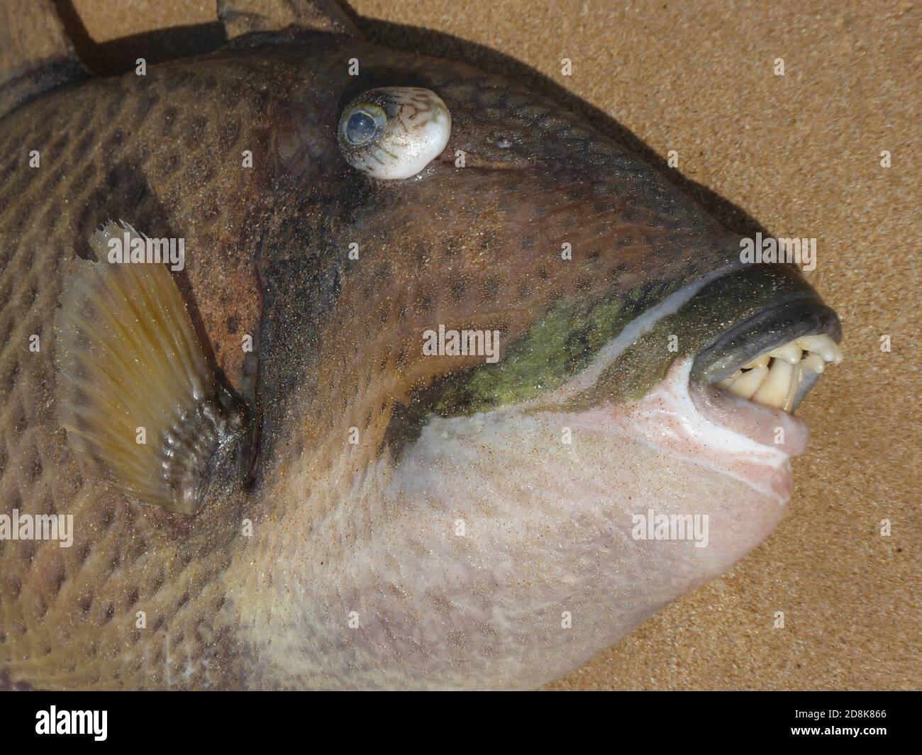 triggerfish se posant sur le côté mort à la plage montrant les dents sont fortes et les yeux sont boueux Banque D'Images