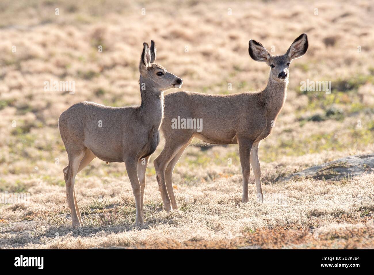 Naons jumeaux de cerfs mulets (Odocoileus hemionus), parc national Theodore Roosevelt, automne, Dakota du Nord, États-Unis, par Dominique Braud/Dembinsky photo Assoc Banque D'Images