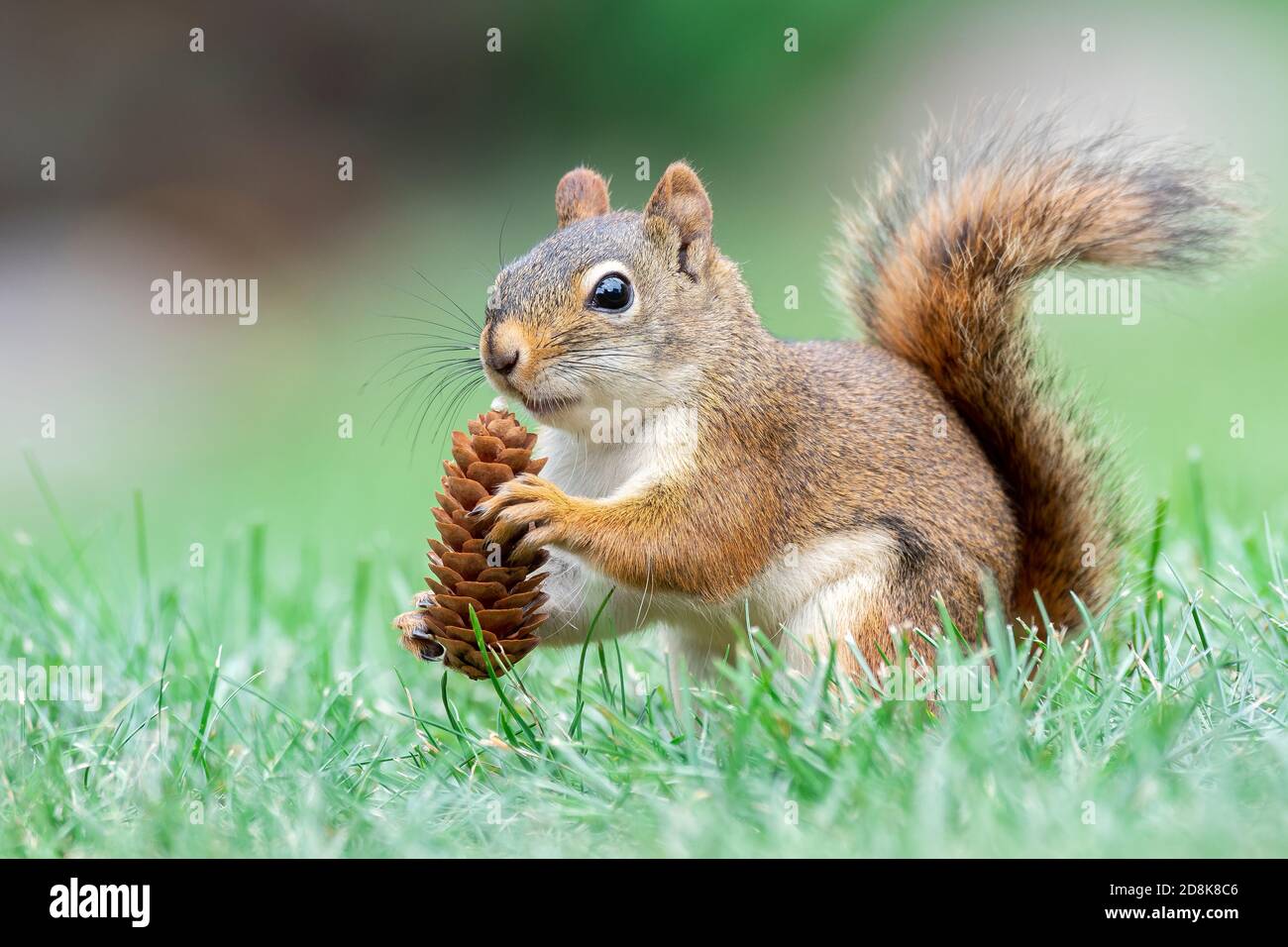 Écureuil roux d'Amérique (Scurius hudsonicus) cône alimentaire de conifères, Haut-Midwest, États-Unis, par Dominique Braud/Dembinsky photo Assoc Banque D'Images