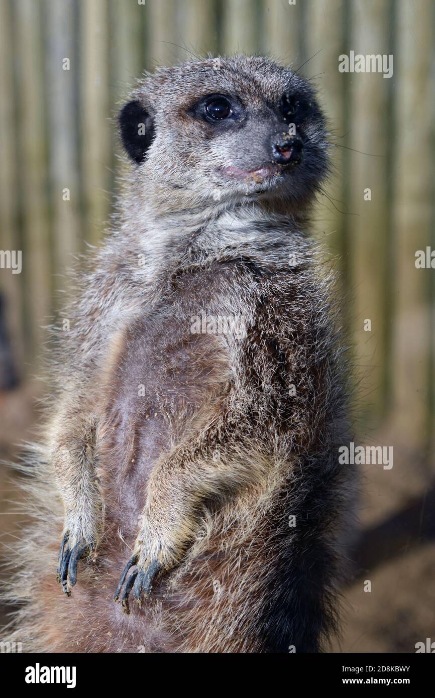Un meerkat (Suricata suricata) pose contre le verre pour les visiteurs à Africa Alive! À Kessingland, Suffolk, Royaume-Uni. Les pattes et le ventre des méerkats sont visibles. Banque D'Images