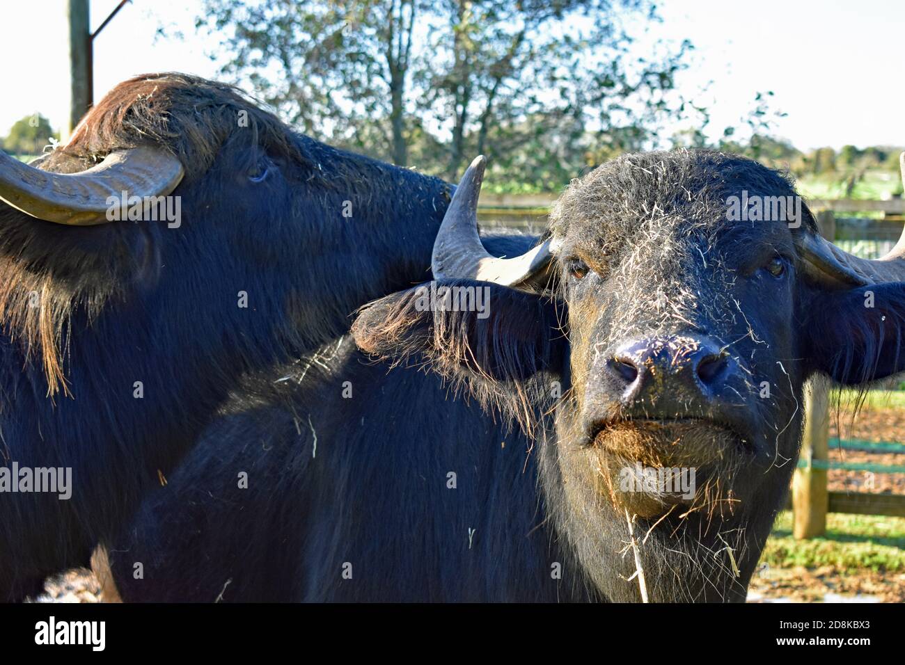 Deux buffles d'eau domestiques (Bubalus bubalis) se trouvent dans leur enceinte à Africa Alive, Suffolk, Royaume-Uni. Un bison a de l'herbe et de la boue couvrant sa tête. Banque D'Images