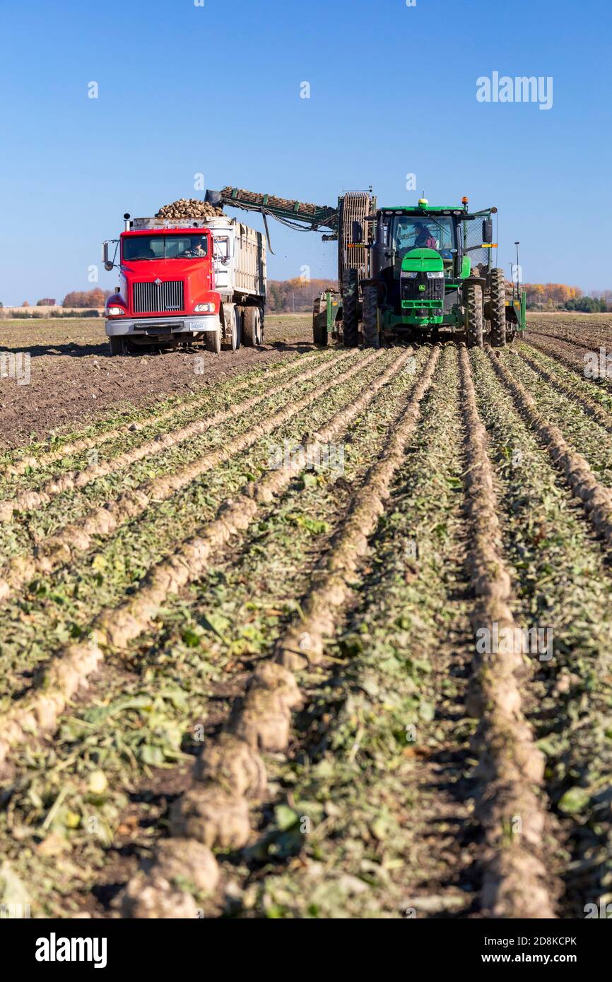 Deckerville, Michigan - récolte de betteraves sucrières dans une ferme du Michigan. Les betteraves seront traitées par la Michigan Sugar Company, une coopérative appartenant à un agriculteur W Banque D'Images