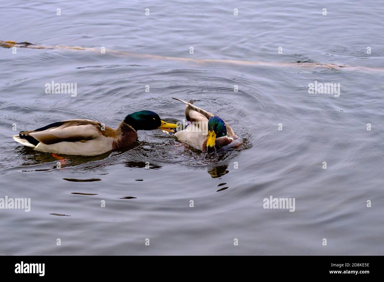 Un canard colvert mâle (Anas platyrhynchos) se fente et se fixe sur son bec à un mâle concurrent dans un étang. Banque D'Images