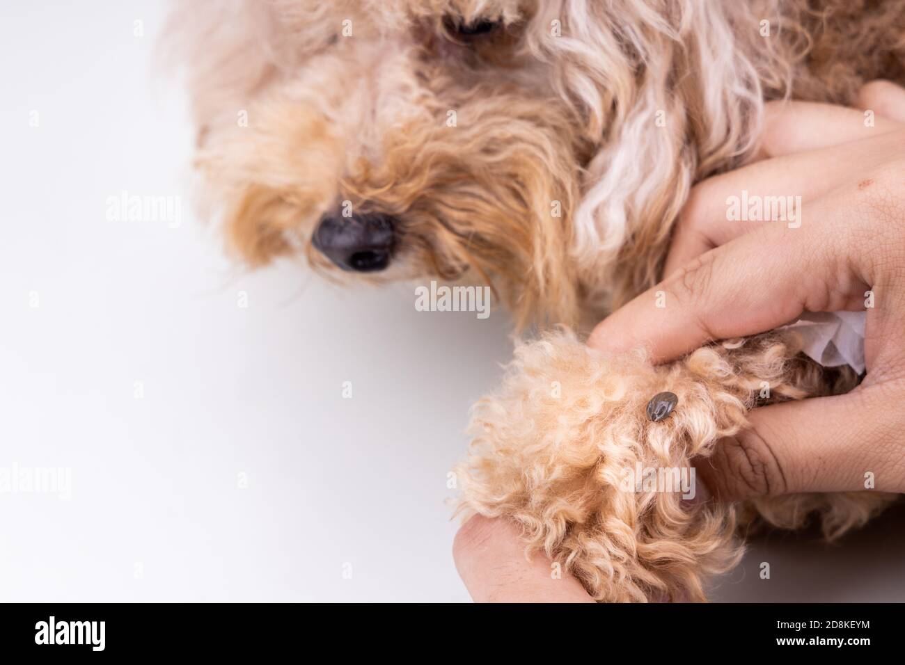 Une grosse tique suce de sang découverte sur la fourrure du chien Banque D'Images