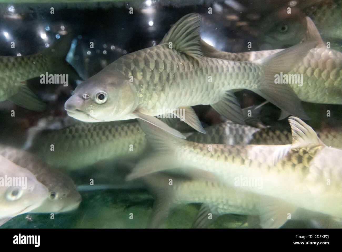 Poissons d'eau douce de malaisie Banque de photographies et d’images à — free download