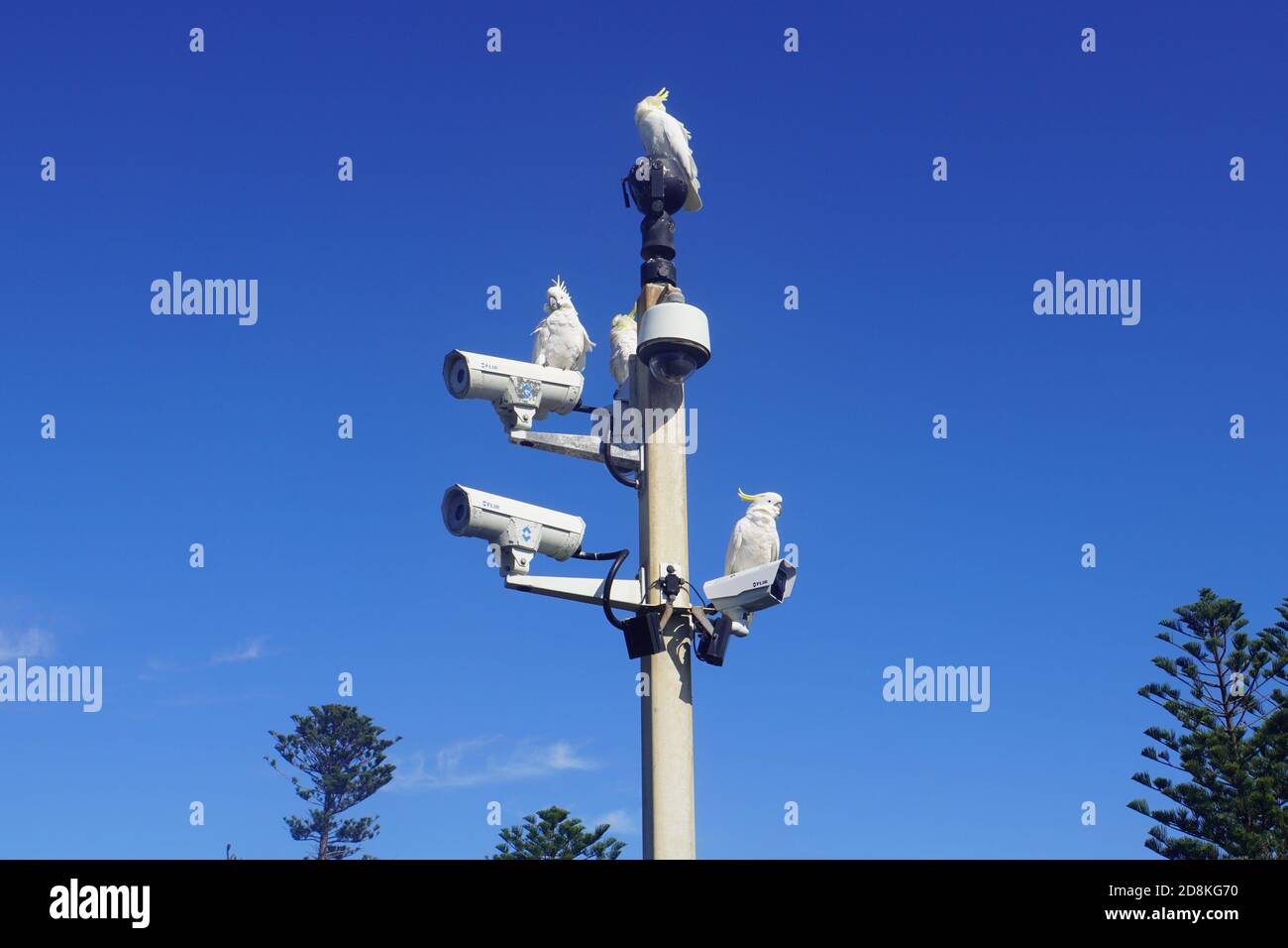 Quatre Cockatoos perchés au sommet d'un poteau de vidéosurveillance contre un transparent Ciel bleu Banque D'Images
