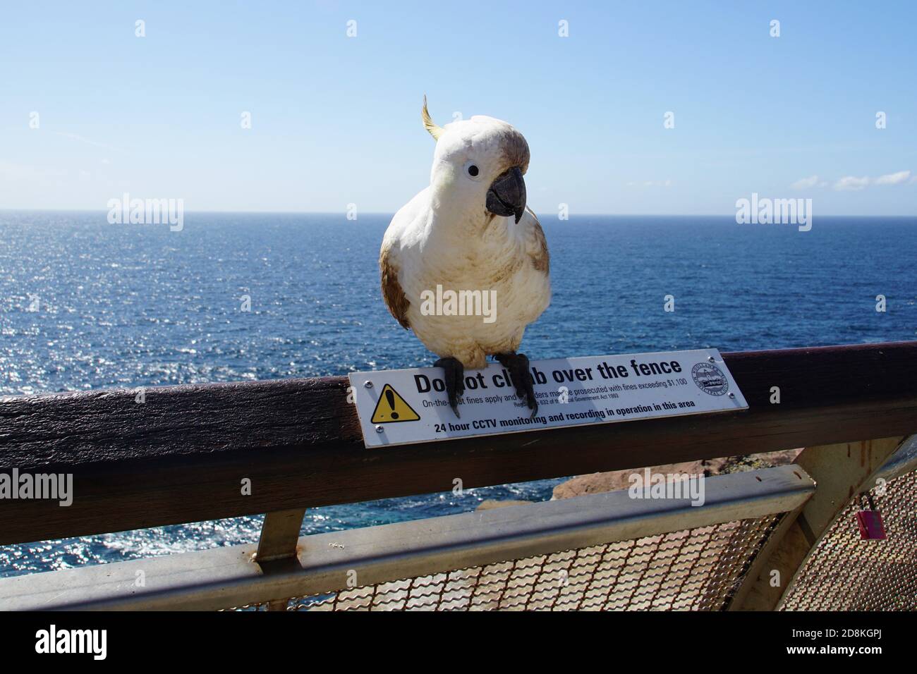 Sale Cockatoo perché sur un NE PAS GRIMPER SUR LE PANNEAU DE CLÔTURE Banque D'Images