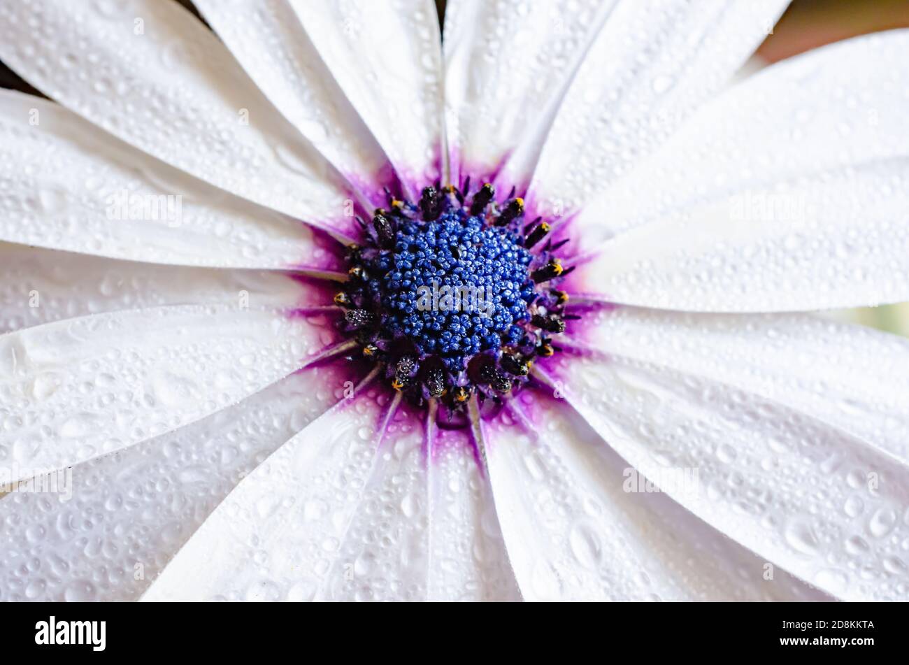 fleur blanche blanc bleu noyau avec gouttes de rosée dans un arrière-plan neutre Banque D'Images