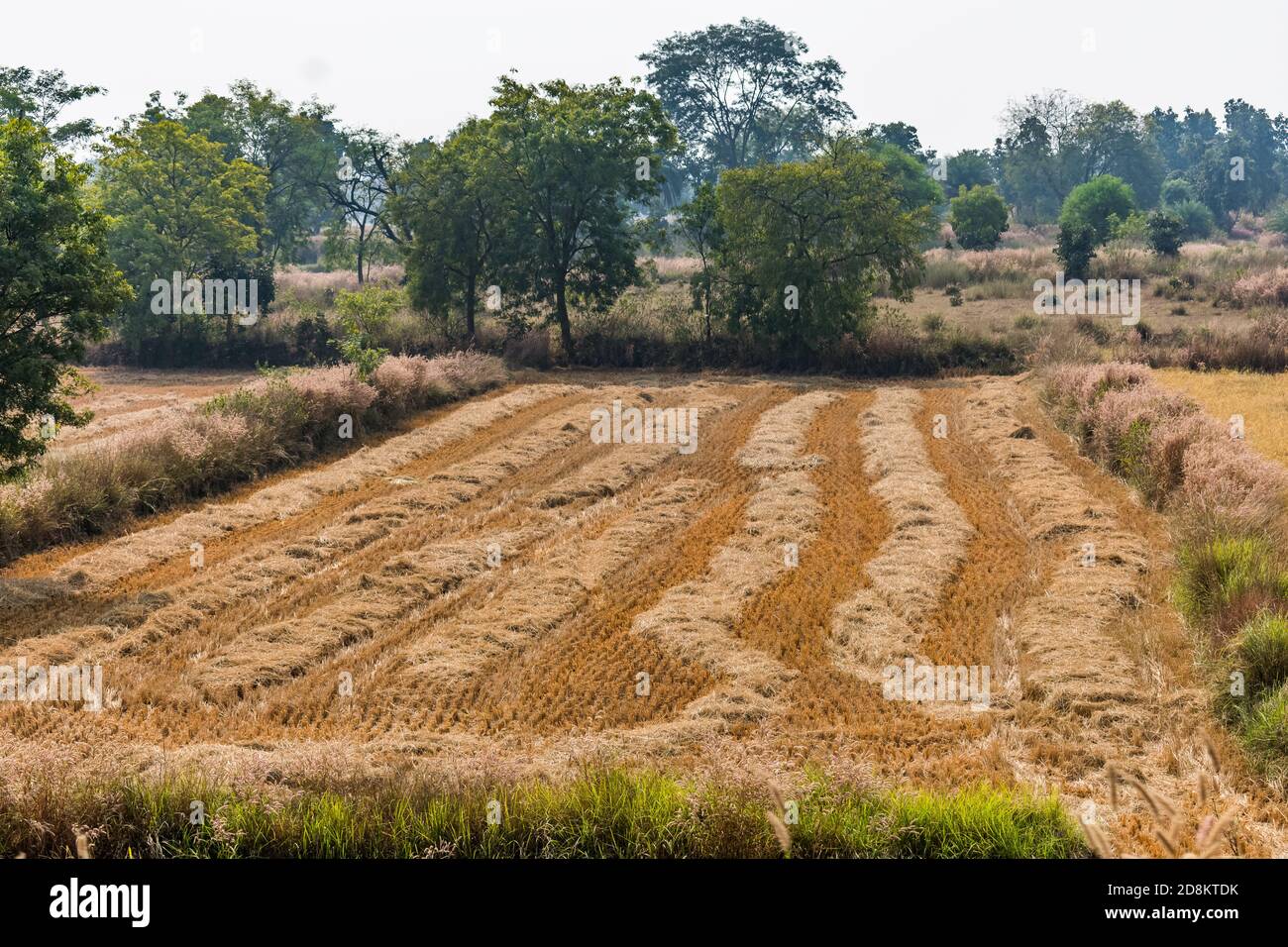Une tendance à la récolte de paddy a coupé les semences de riz de la ...