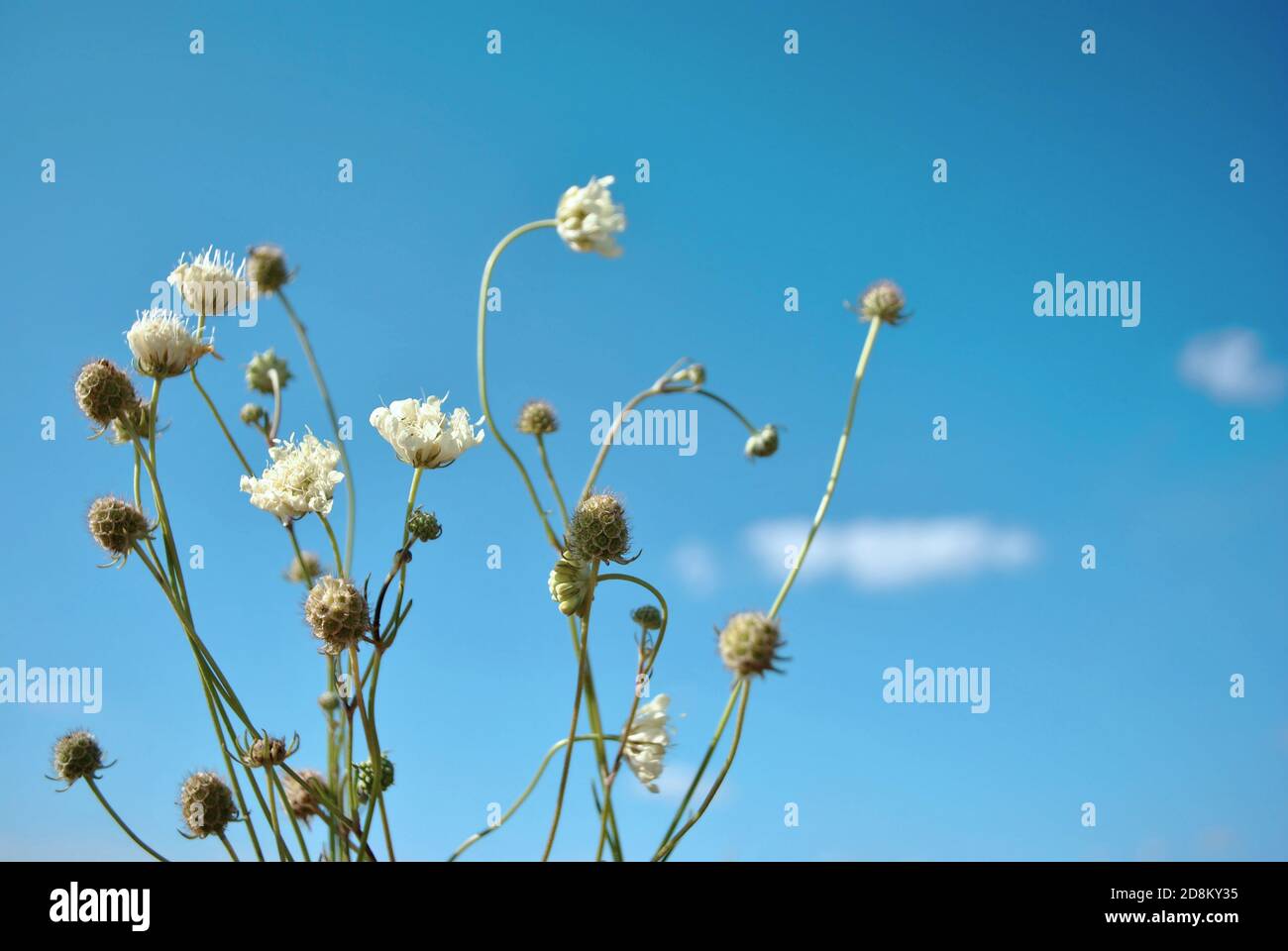 Cephalaria fleurs blanches fleurir, gros plan macro sur fond ciel nuageux et flou Banque D'Images