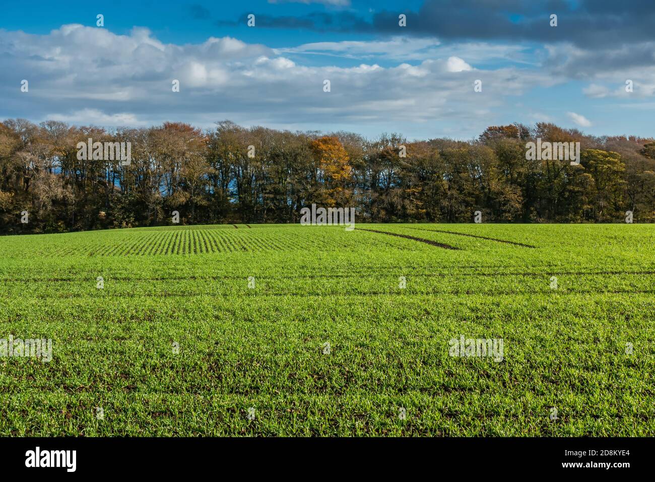 Herbe poussant dans un champ de fermiers Banque D'Images