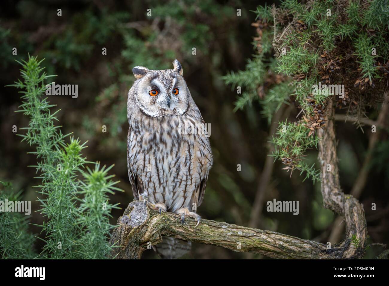 Un hibou long et alerte est perché sur une branche en regardant légèrement vers le haut à droite avec grand ouvert orange yeux et il est entouré par la gorge Banque D'Images