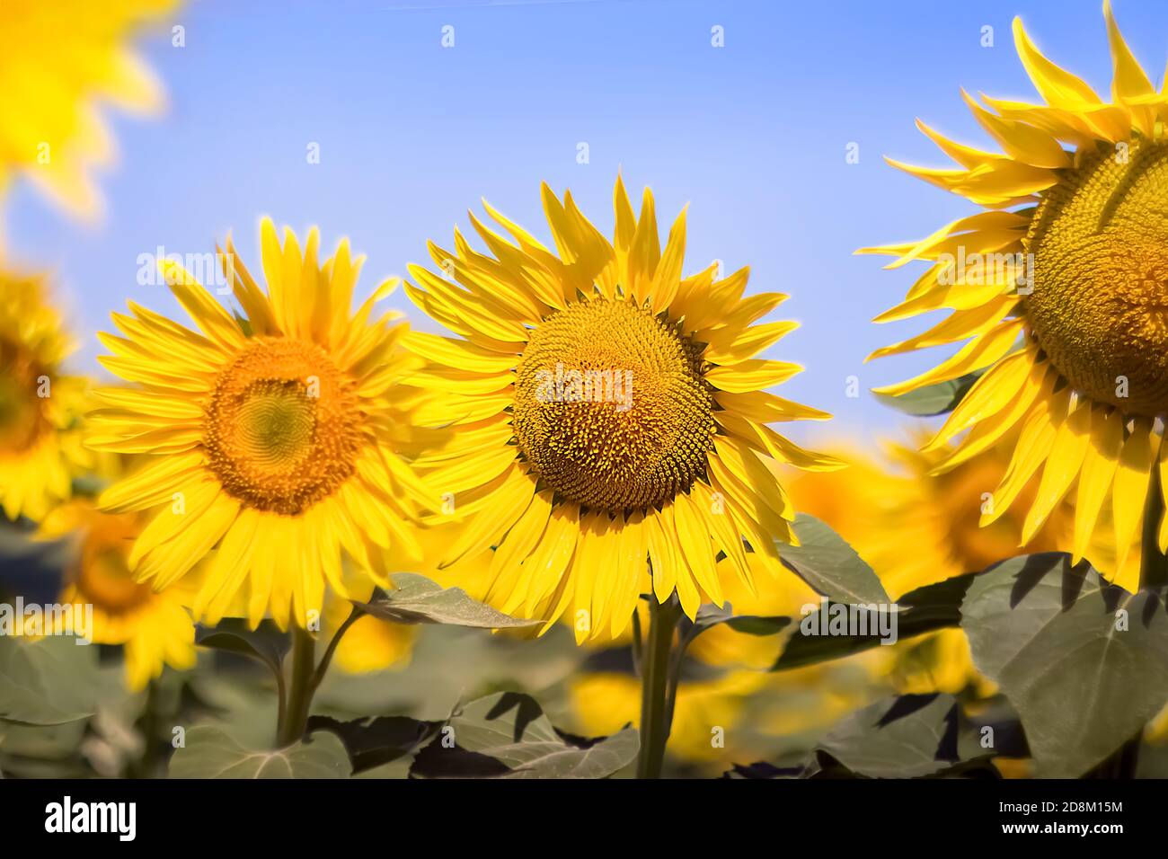 Tournesols sur un ciel bleu clair. Paysage d'un champ de tournesol. Vue sur le champ de tournesol. Fleurs de tournesol en gros plan. Mise au point sélective. Banque D'Images