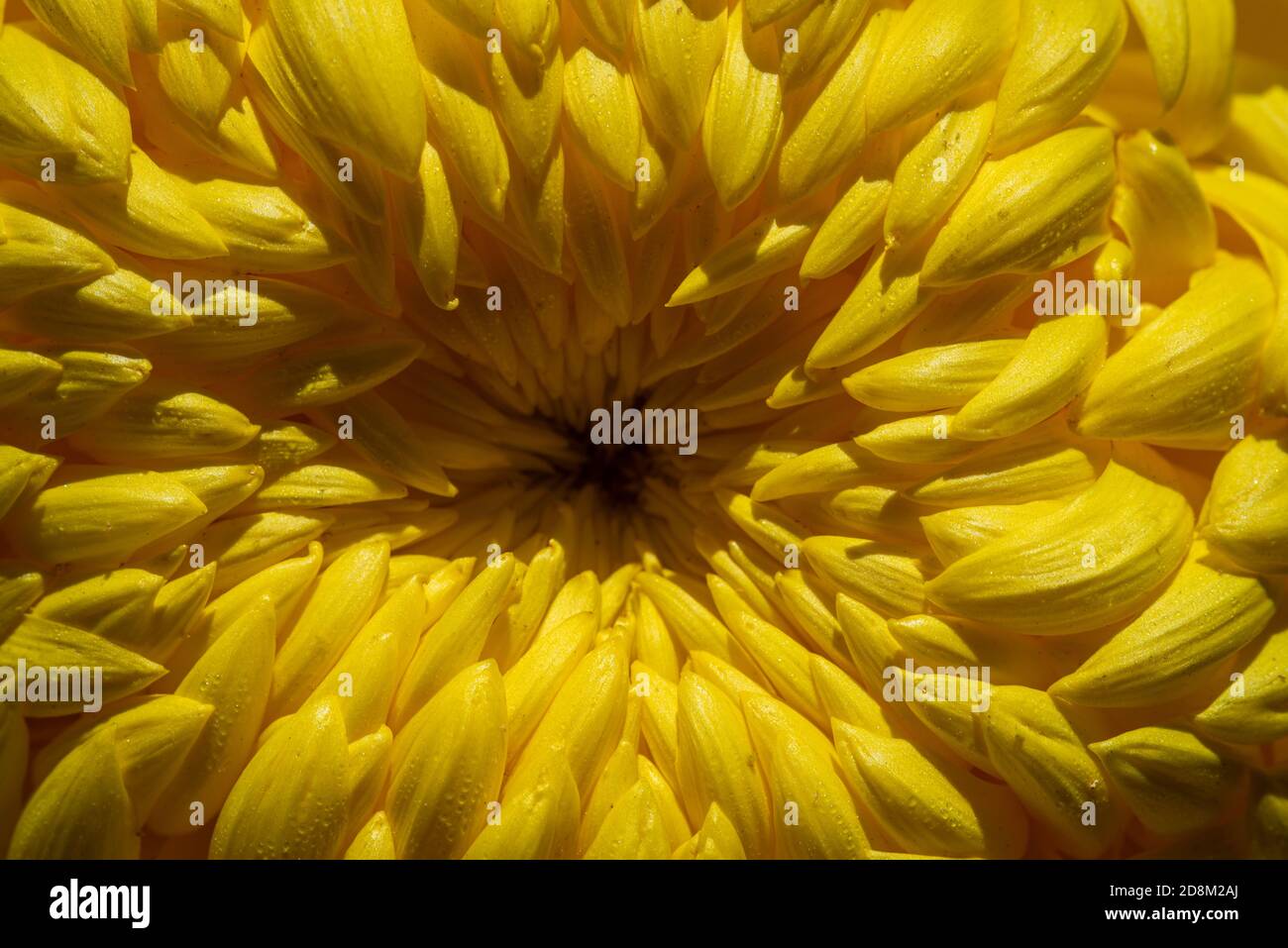 chrysanthème jaune gros plan, arrière-plan ou toile de fond. Banque D'Images