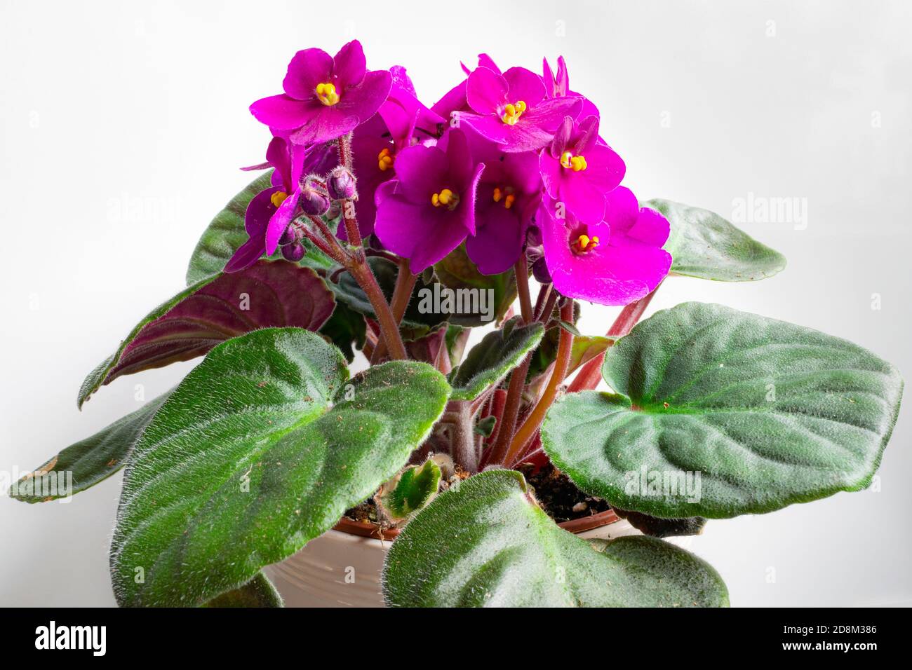 Violettes africaines Banque de photographies et d'images à haute résolution  - Alamy