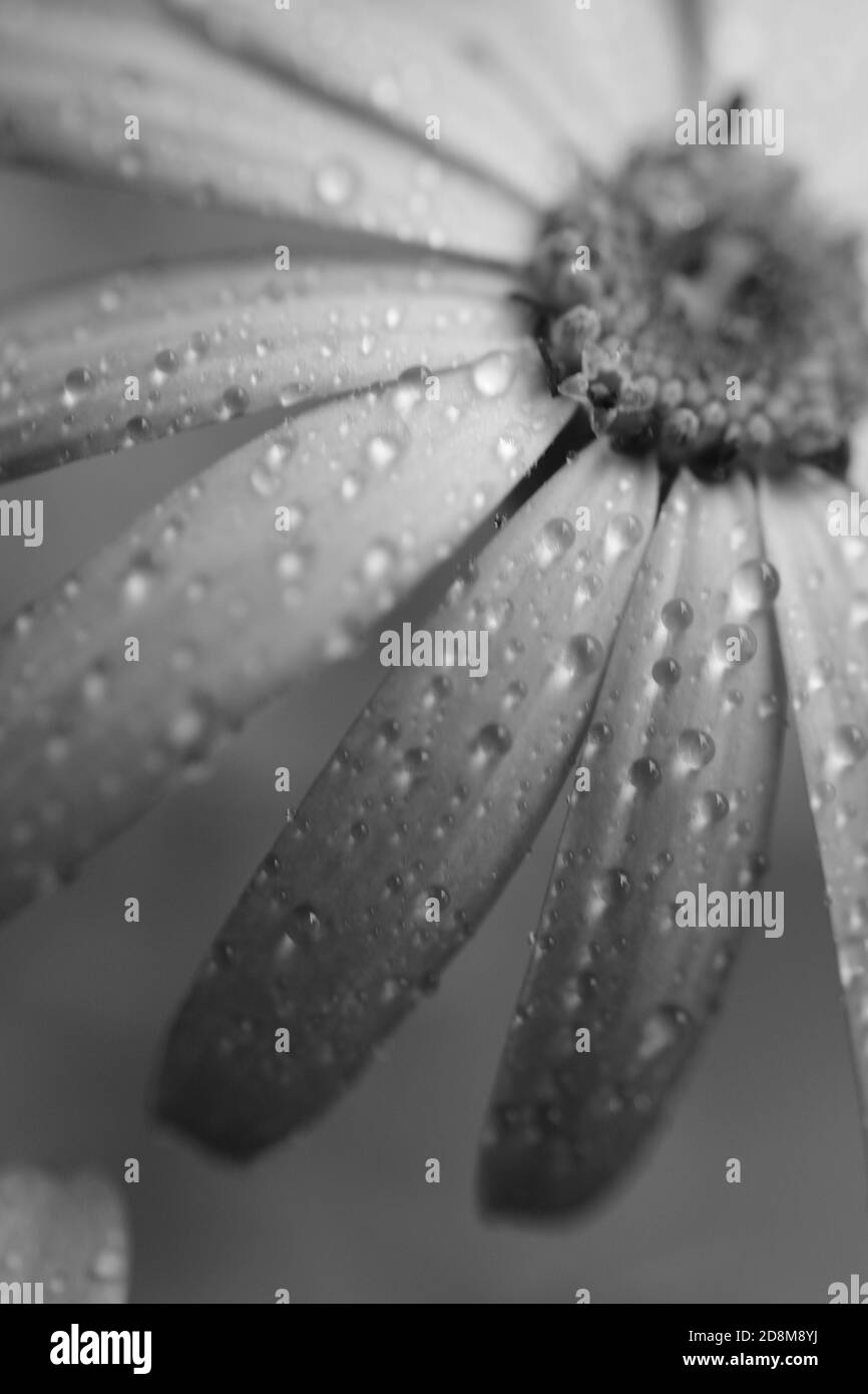 Macro texture des pétales de fleur d'Aster avec des gouttelettes d'eau monochrome Banque D'Images