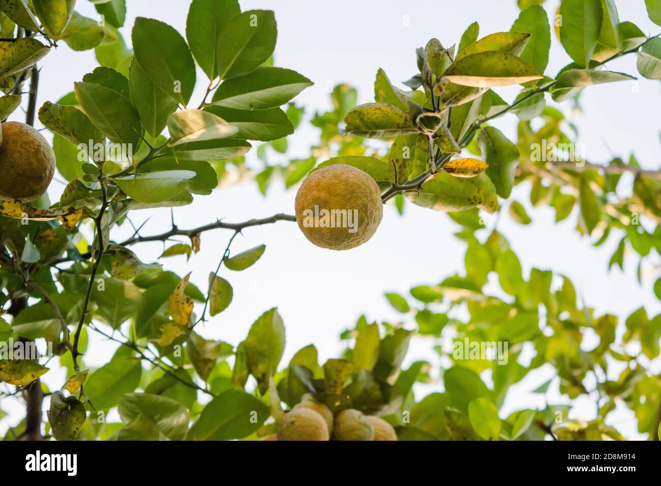 Petits pains de citrons mûrs jaunes frais accrochés à un citron Arbre dans Assam Banque D'Images