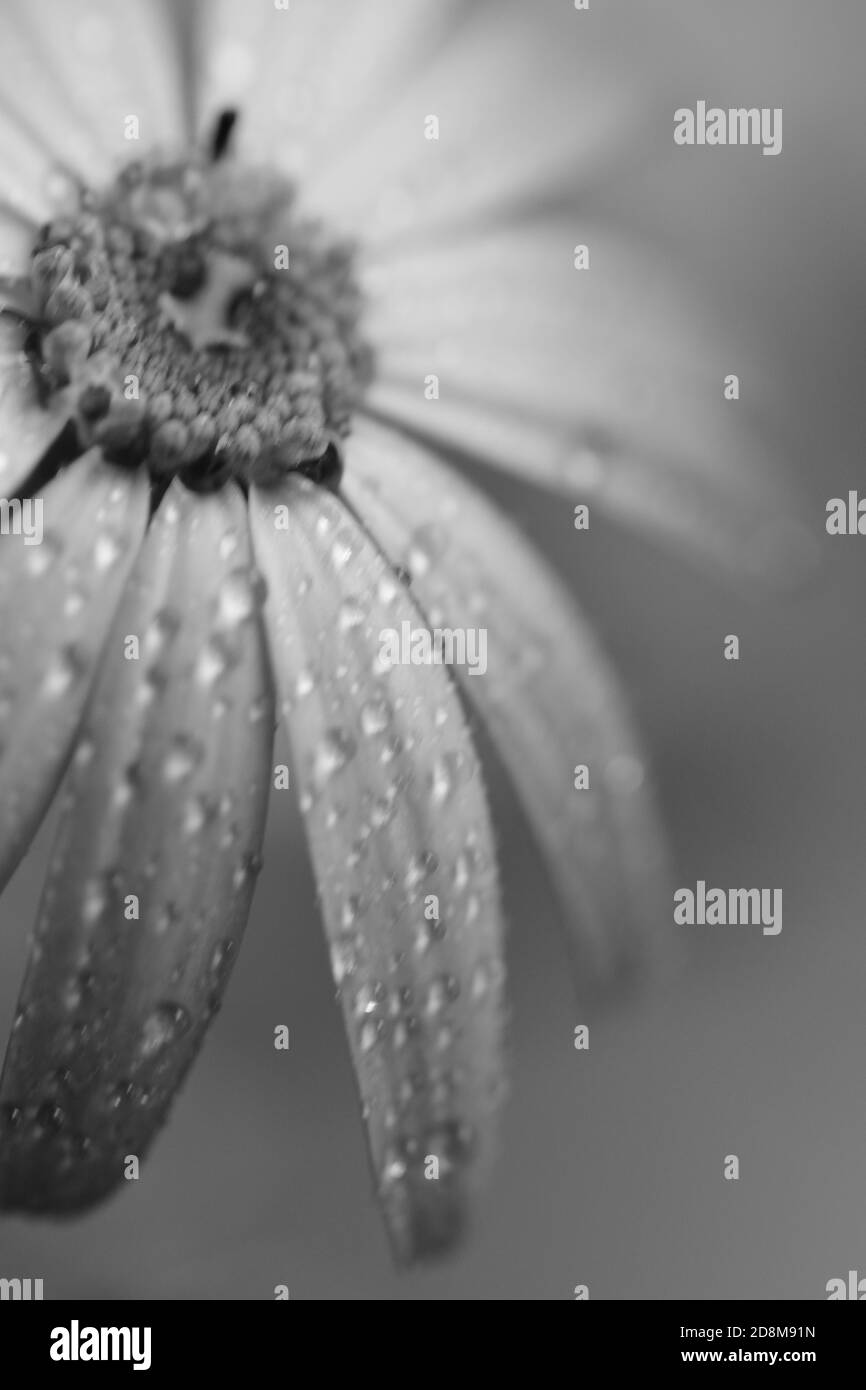 Macro texture des pétales de fleur d'Aster avec des gouttelettes d'eau monochrome Banque D'Images