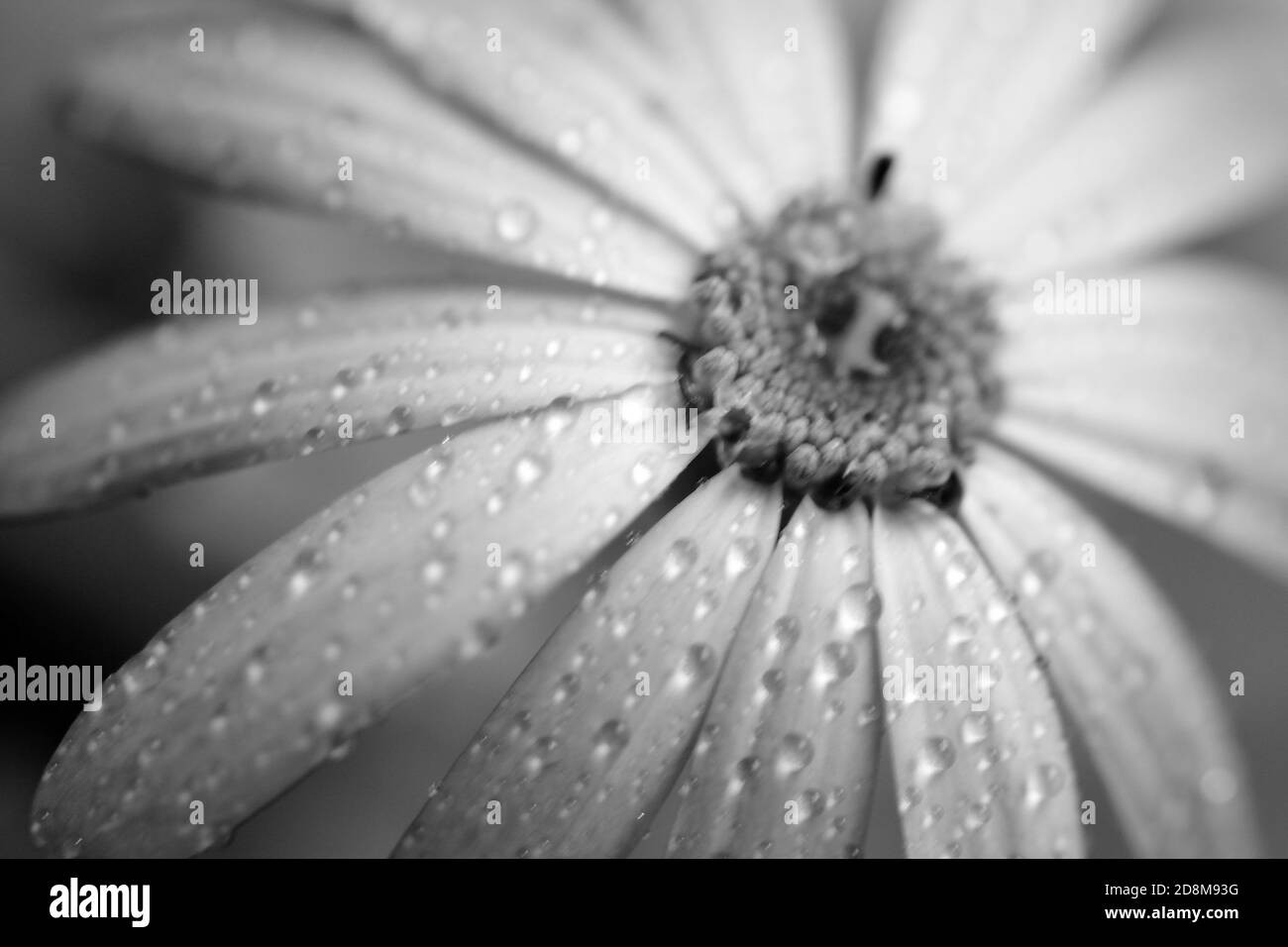 Macro texture des pétales de fleur d'Aster avec des gouttelettes d'eau monochrome Banque D'Images