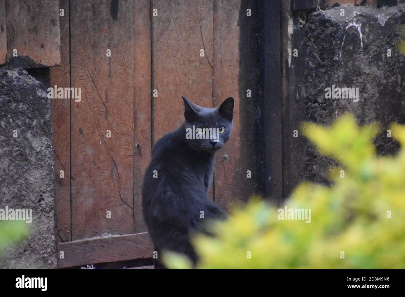 chat usurpé Banque D'Images