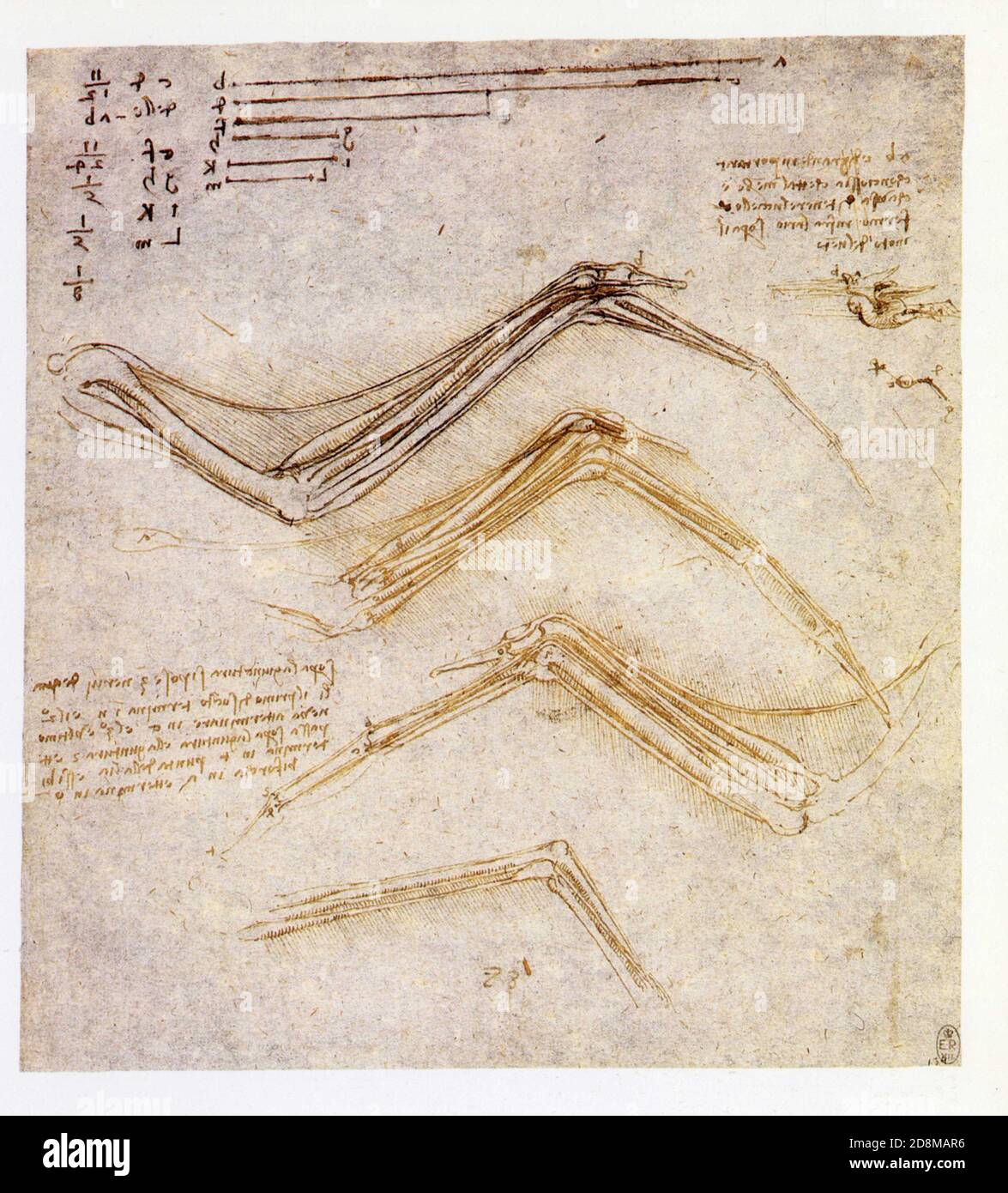 Léonard de Vinci. Etude de l'anatomie de l'aile d'un oiseau et vol d'oiseau. 1510-1514. Stylo et encre sur craie noire Banque D'Images